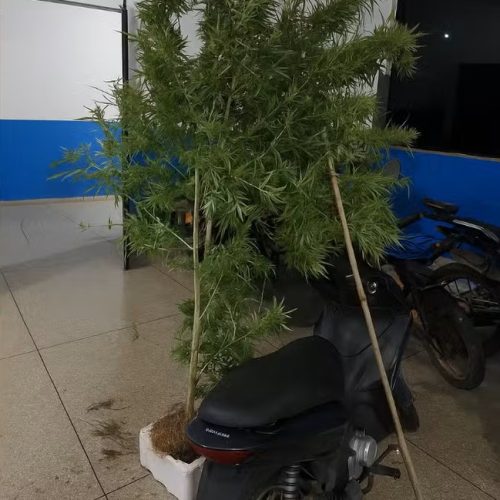 Homem é preso por cultivar pé de maconha de dois metros no quintal em Rondônia